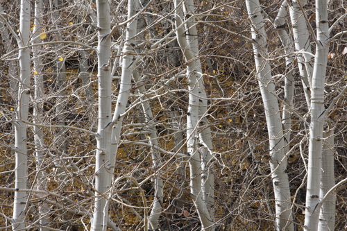 fall-aspens Fall colors are over for the year, but come back next year! Photo by Arya Degenhardt.
