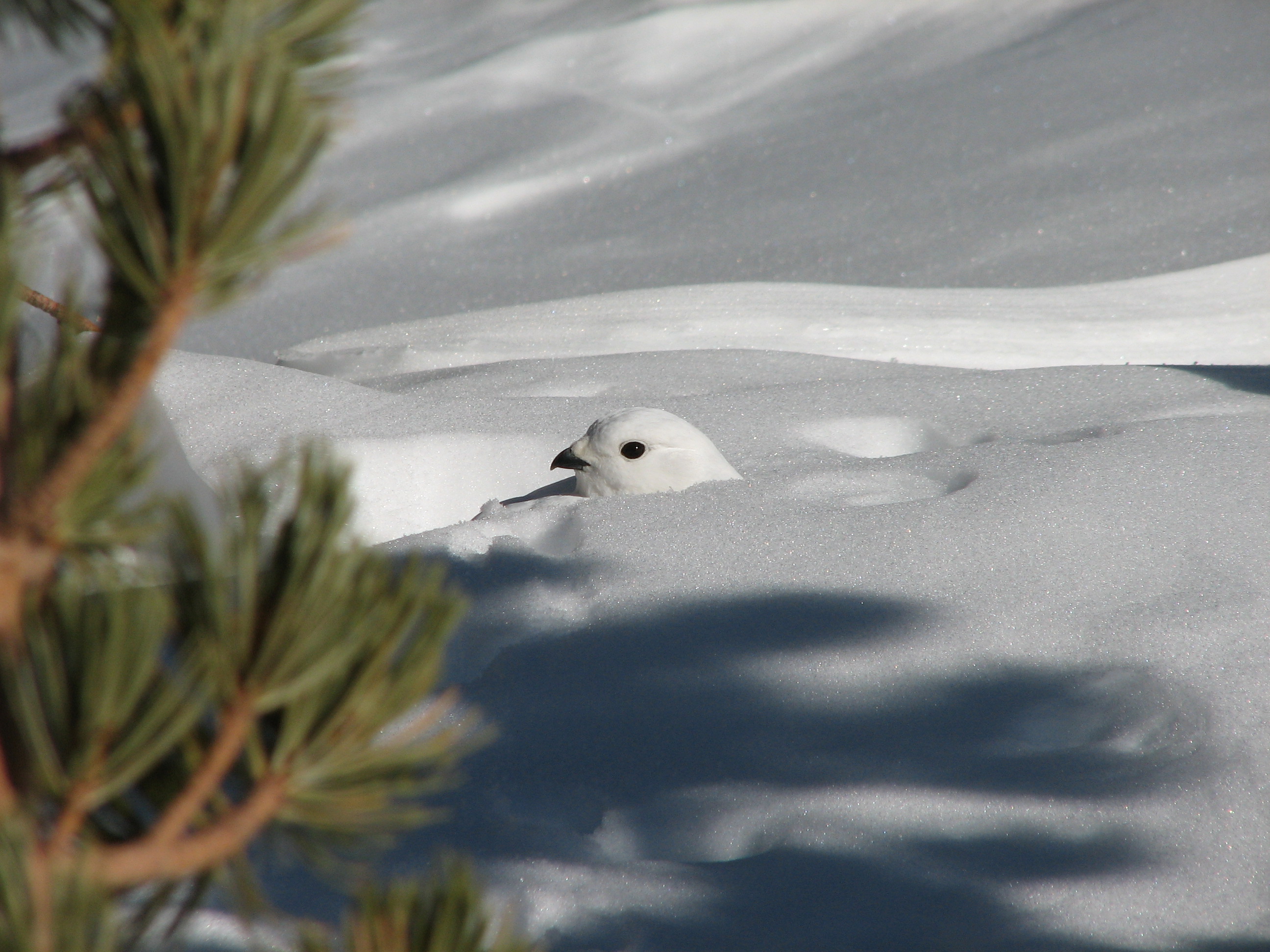 Ptarmigan 1 Ptarmigan at Virginia Lakes. By Matt Banta.
