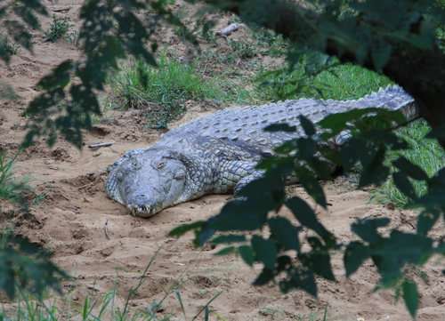 The Crocodile Centre, St. Lucia.