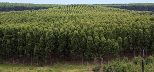 A roadside view of an extensive blue gum tree plantation.