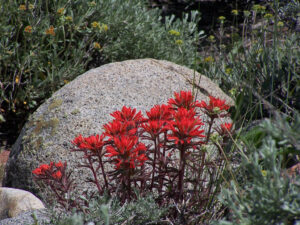 Brilliant paintbrush blooms along Lee Vining Creek. Photo by Greg Reis.