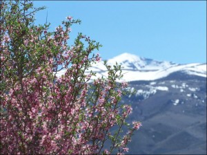 Desert peach against melting snow on Mt. Warren. Photo by Greg Reis.