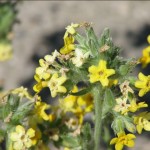 Golden Cryptantha. Photo by Erika Obedzinski.