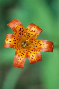 An alpine lily gets a closeup. Photo courtesy of David Gubernick.