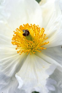 A beautiful macro shot of a prickly poppy. Photo courtesy of David Gubernick.