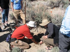 Greg and Rose planting a Jeffrey Pine seedling. Photo by Erika Obedzinski