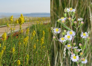 Goldenrod (left) and aster (right) are currently in full bloom on Mono Lake's shores. Photos by Claire Skinner.