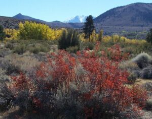 One of the best years ever for fall color along lower Lee Vining Creek. Photo by Greg Reis. One of the best years ever for fall color along lower Lee Vining Creek. Photo by Greg Reis.