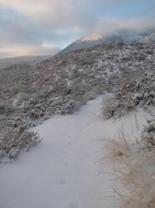 Deer tracks on the Lee Vining Creek trail. Photo by Rose Wilson