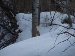 A close up of the beaver-chewed aspen. At Monday's restoration meeting in Sacramento, Stream Scientist Bill Trush stated, "One beaver isn't a problem. But two are."