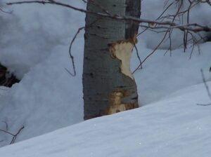 Beavers (Castor canadensis) fell trees to create dams. They build lodges in the impoundment behind the dams.