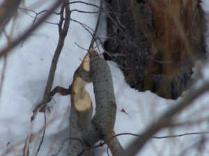 A tree felled by a beaver at Lee Vining Creek. Beavers are not native, and if they become established, they could become a serious impediment to restoring the riparian forest below the diversion dam.