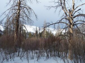 The beaver is in the area along the creek that burned during the Azusa Fire ten years ago. There are many standing lodgepole pine snags.