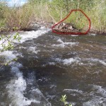 A sprouting cottonwood log seen on Saturday, two days before Monday's peak. Photo by Greg Reis.