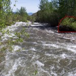 A sprouting cottonwood log seen on Tuesday, the day after the peak. Note the channel cut to the left. This dynamic movement as a result of floods is restoring the channel and floodplain.