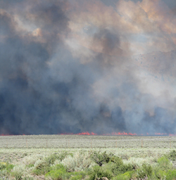 The flames of the Mono Fire. Photo by Rosa Brey.