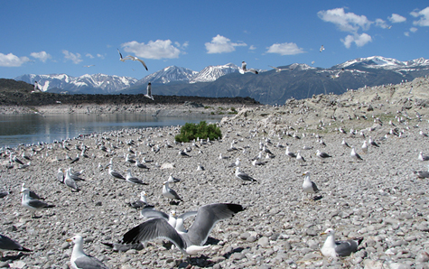 The California Gull breeding grounds northeast of Negit Island in Mono Lake. Photo by Nora Livingston.