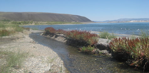 Where Mill Creek's water meets Mono Lake.