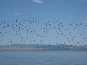 Wilson's Phalaropes flock over Mono Lake. Photos by Sarah Melcher.