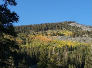 Typical of the aspen groves above 9,000 feet, this grove above Gem Lake shows a mix of green, yellow, and orange. Photo by Greg Reis. Typical of the aspen groves above 9,000 feet, this grove above Gem Lake shows a mix of green, yellow, and orange. Photo by Greg Reis.