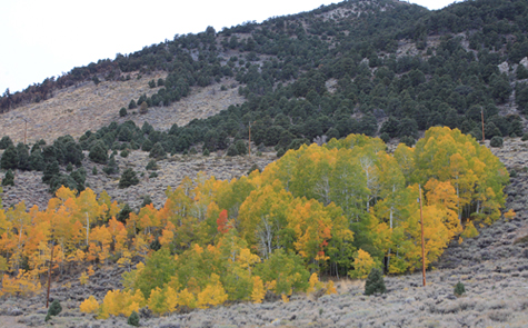 October 13, 2010: fall colors west of Mono Lake. Photo by Arya Degenhardt.