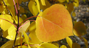 aspenleaf