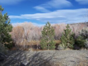 Four of the 1996 Jeffrey Pines, illustrating the effects of competition on growth. The pine on the left is the farthest from nearby plants and trees. Photo by Greg Reis.