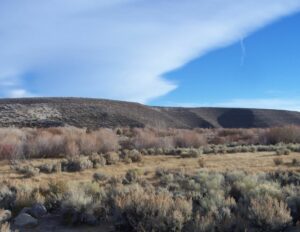 The nine Jeffrey Pines visible in this November 19, 2010 photo of the Rush Creek bottomlands were planted in September 1996. Many of the 39 surviving pines in this area are now getting tall enough to be visible above the nearby willows, adding structure and diversity to the riparian habitat. Photo by Greg Reis.