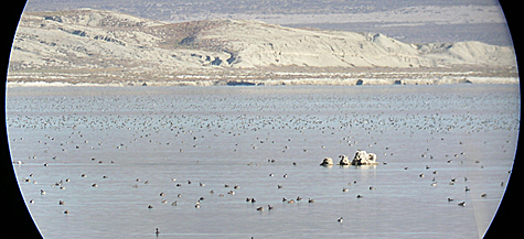 grebesscope Eared Grebes pepper Mono Lake's surface in this view through a spotting scope. Photo by Bartshe Miller.