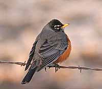 americanrobin
