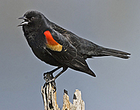 redwingedblackbird
