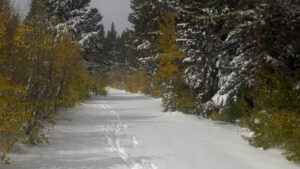 Trumbull Lake Campground Road.