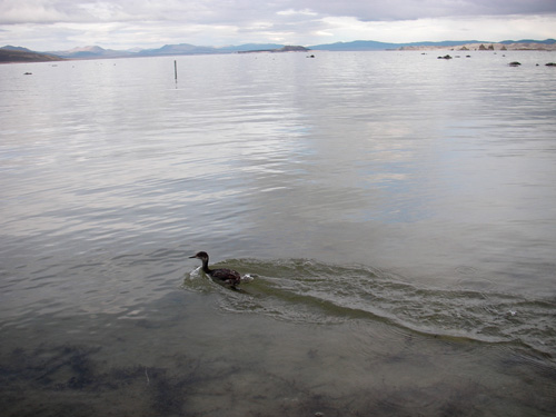 2011-11-11-grebe-rescue-ML-019