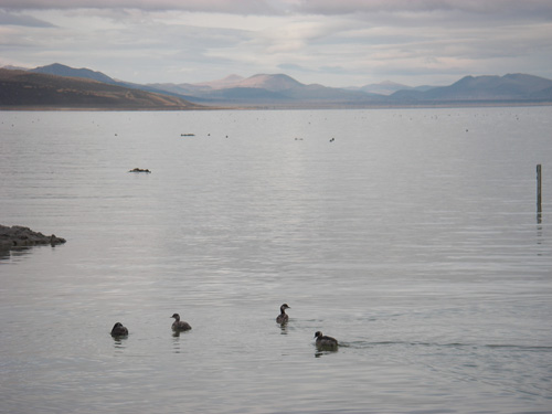 2011-11-11-grebe-rescue-ML-023