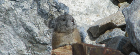 12pika