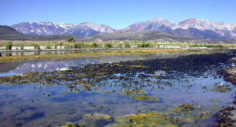 12fliesalgae