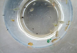 12shrimpSE