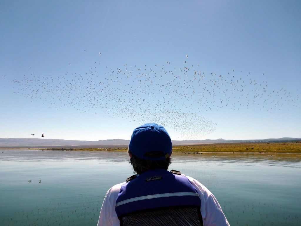 Phalaropes on a canoe tour