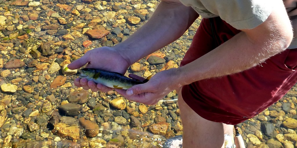 wild Mono Basin brown trout