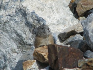 Pika in the Eastern Sierra