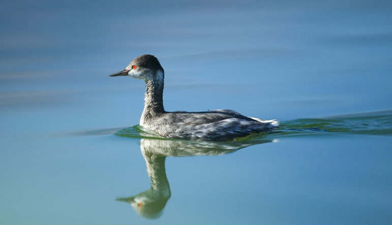 Eared grebe moving through the water.