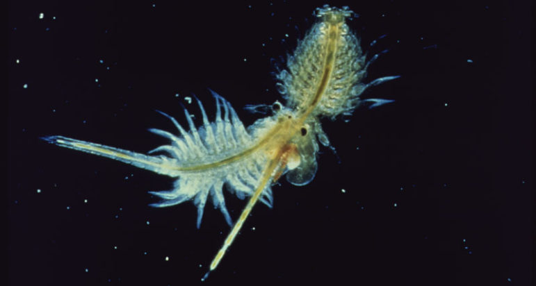 Two brine shrimp attached together as seen through a microscope with feathery appendages, tails, and eyes visible.