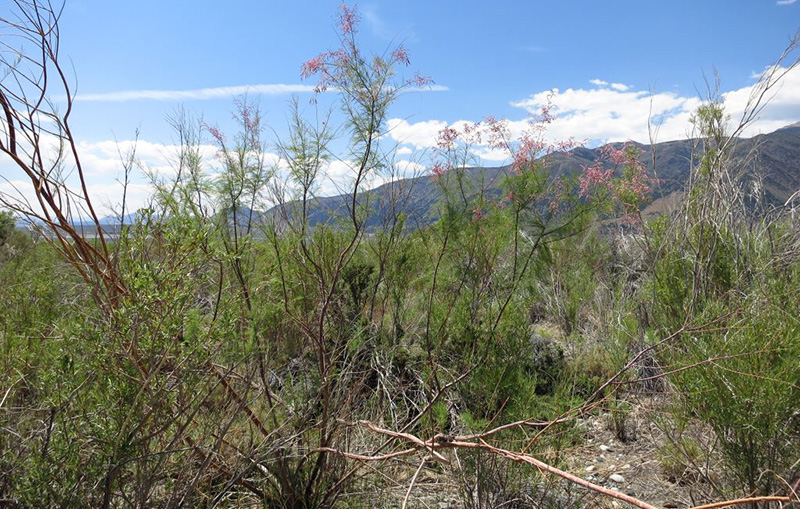 13-07-20-tamarisk-GM-0269