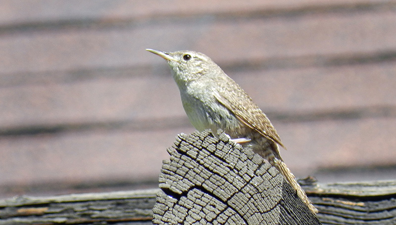 14Co-Park-bird-tour-6-6-14-003wren