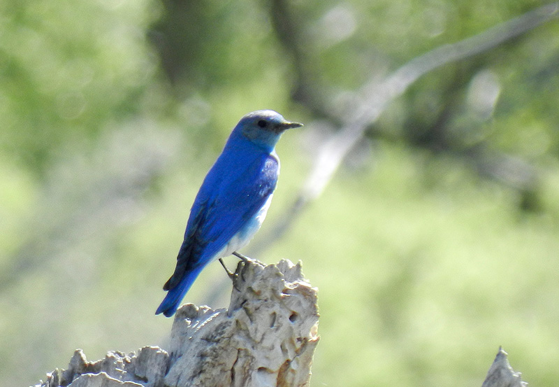 14Co-Park-bird-tour-6-6-14-007blue