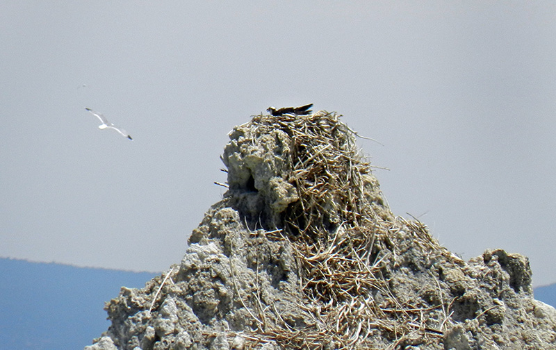 14Co-Park-bird-tour-6-6-14-008