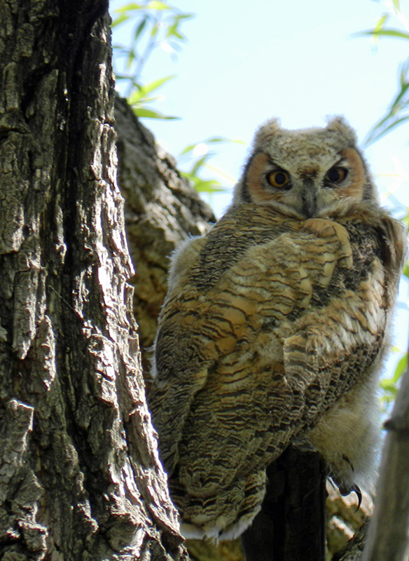 14Co-Park-bird-tour-6-6-14-009owl