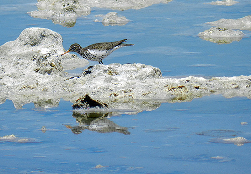 14Co-Park-bird-tour-6-6-14-010spotted