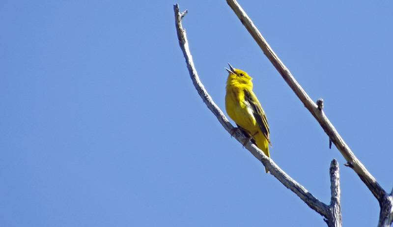 14Co-Park-bird-tour-6-6-14-011yellow