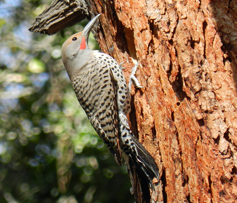 14Co-Park-bird-tour-northern-flicker-SN